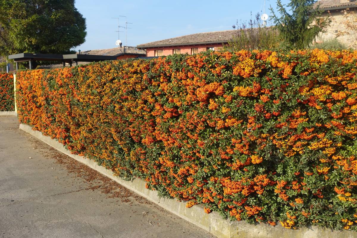 Siepe di Piracanta