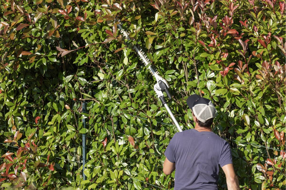 Giardiniere pota la siepe di photinia