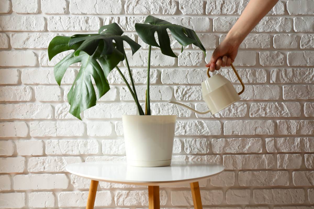 Irrigazione della Monstera Thai Constellation 