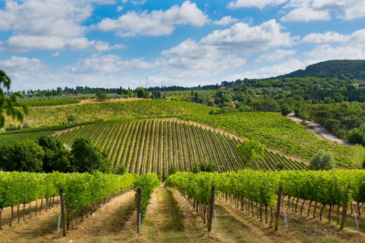 Vigneti di Montepulciano