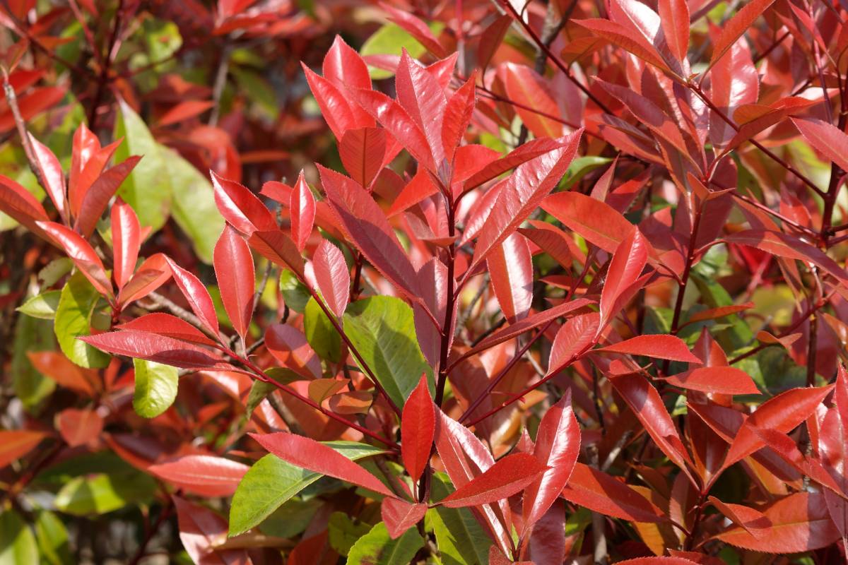 Siepe di photinia