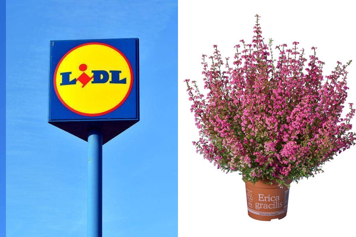 Erica Gracilis da Lidl