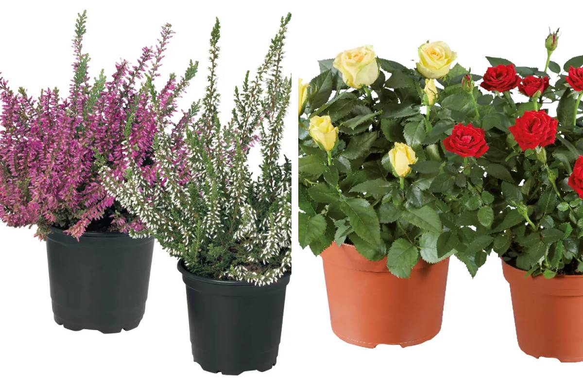 Calluna vulgaris e rose in vaso