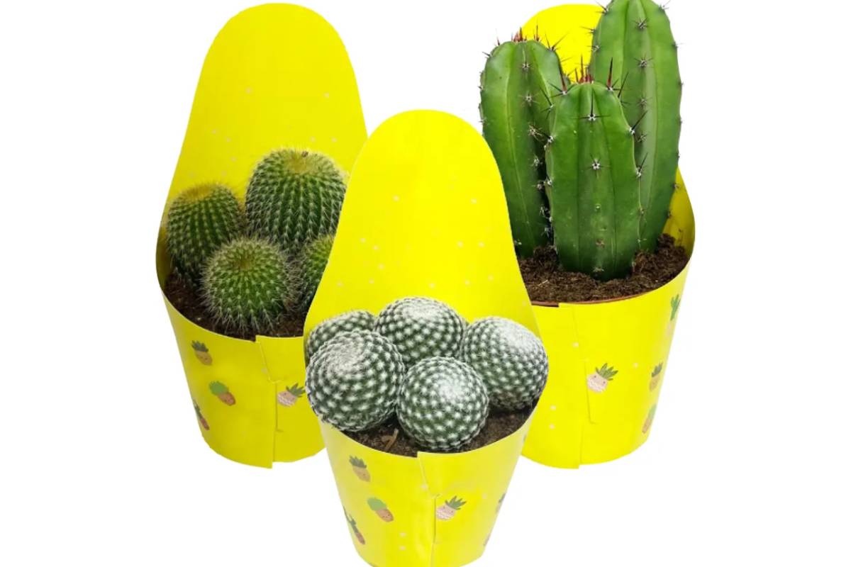 Mini cactus