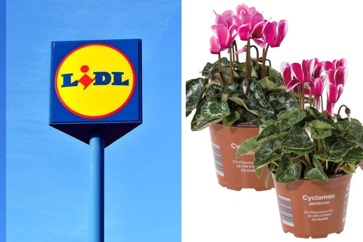 Copertina Lidl