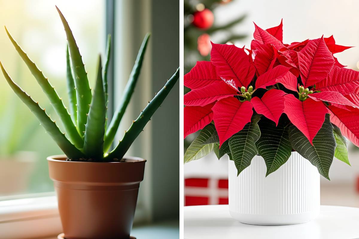 Aloe vera e Stella di Natale 