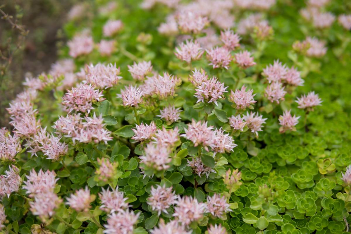 Sedum spurium