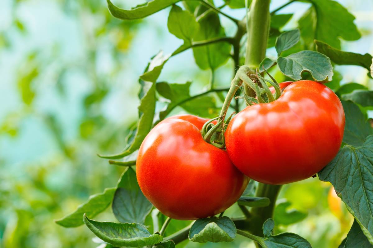 Pomodori nell'orto
