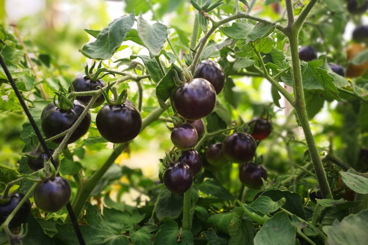 Pomodori viola