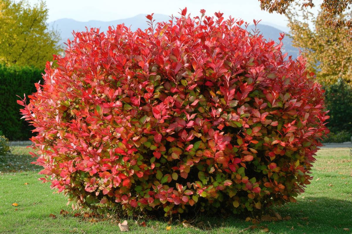 Siepe sferica di photinia