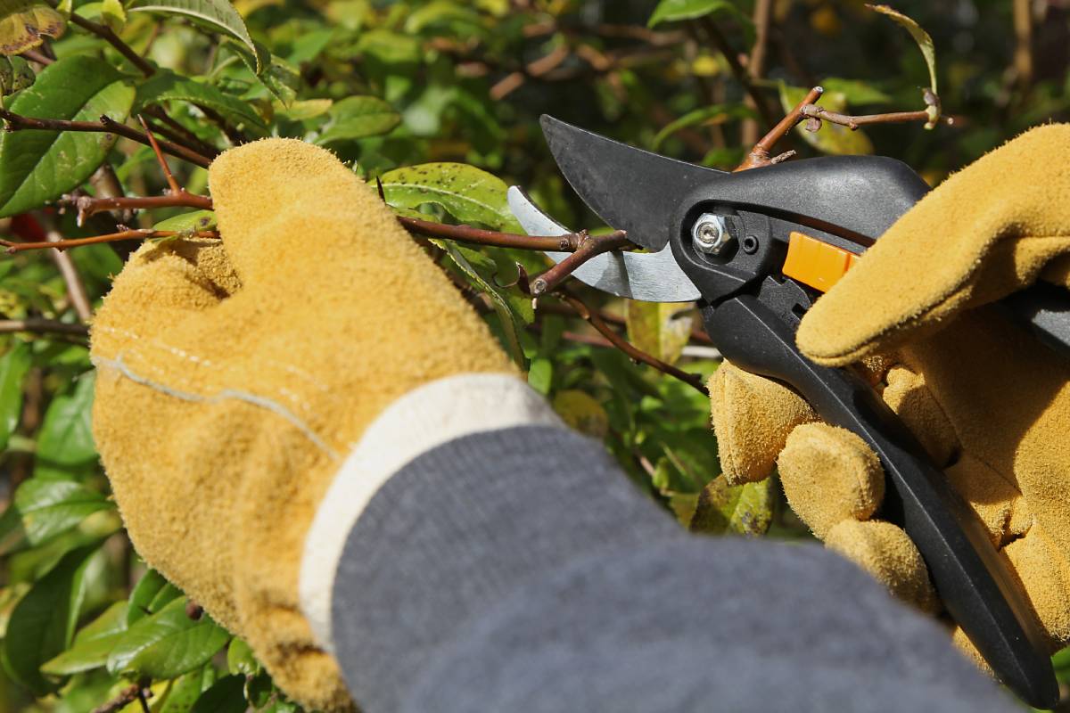 Potatura della photinia