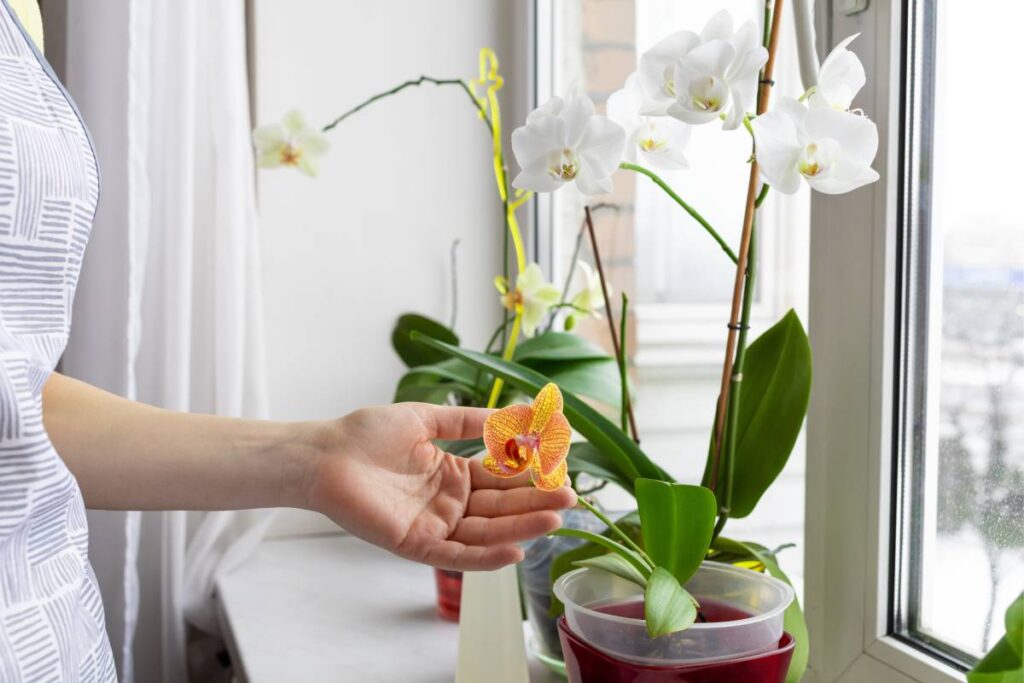 Rinvaso orchidea passo dopo passo: il trucco per non danneggiare le radici