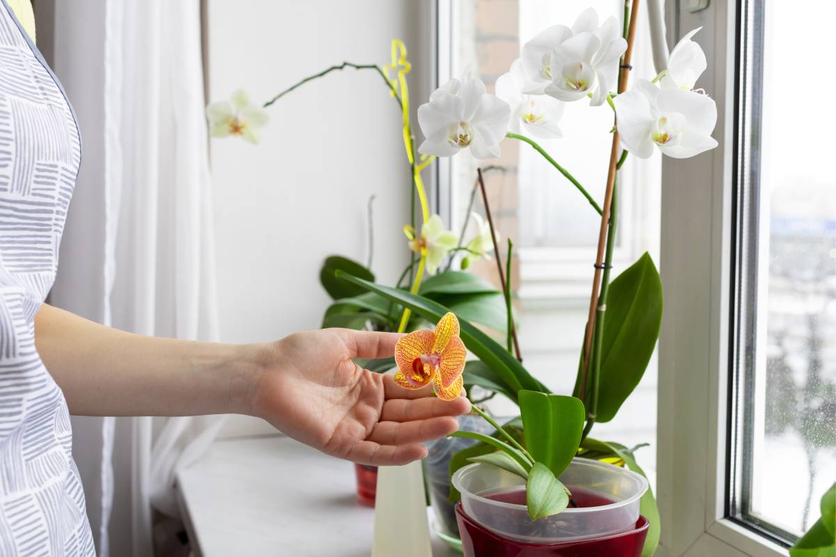 Donna con orchidee sul davanzale di una finestra