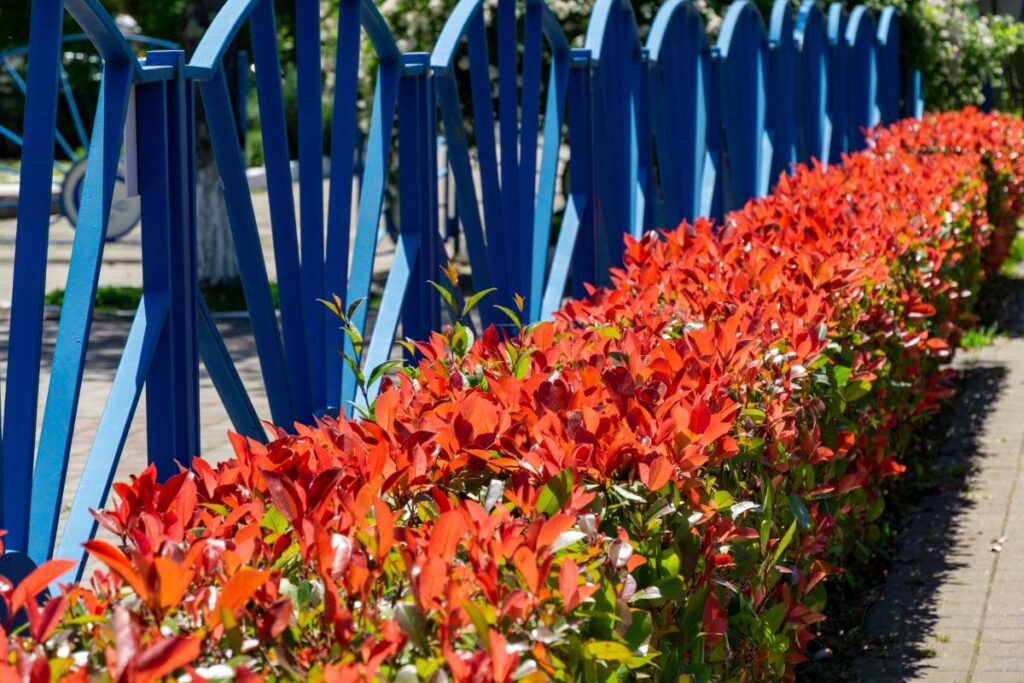 Potatura Photinia in autunno: come e quando farla