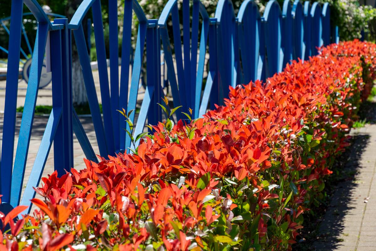 Siepe di Photinia