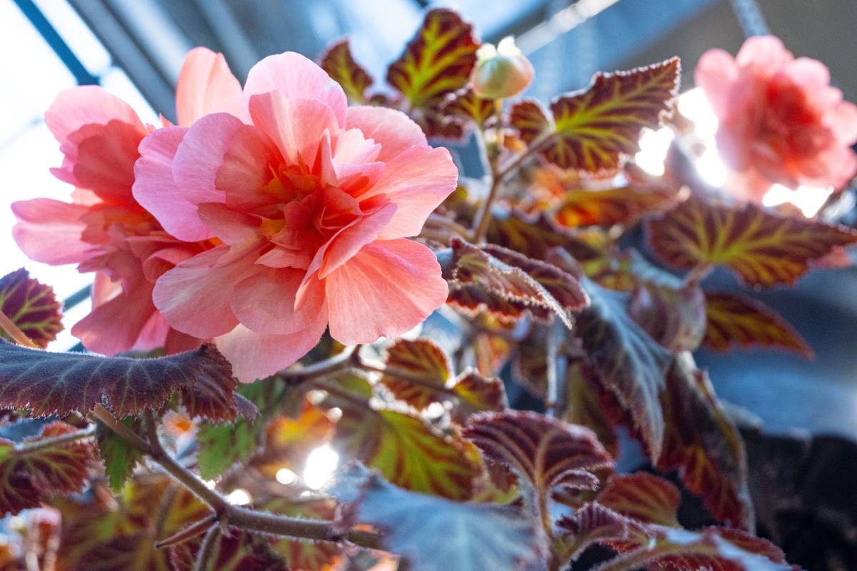 Begonia tuberosa