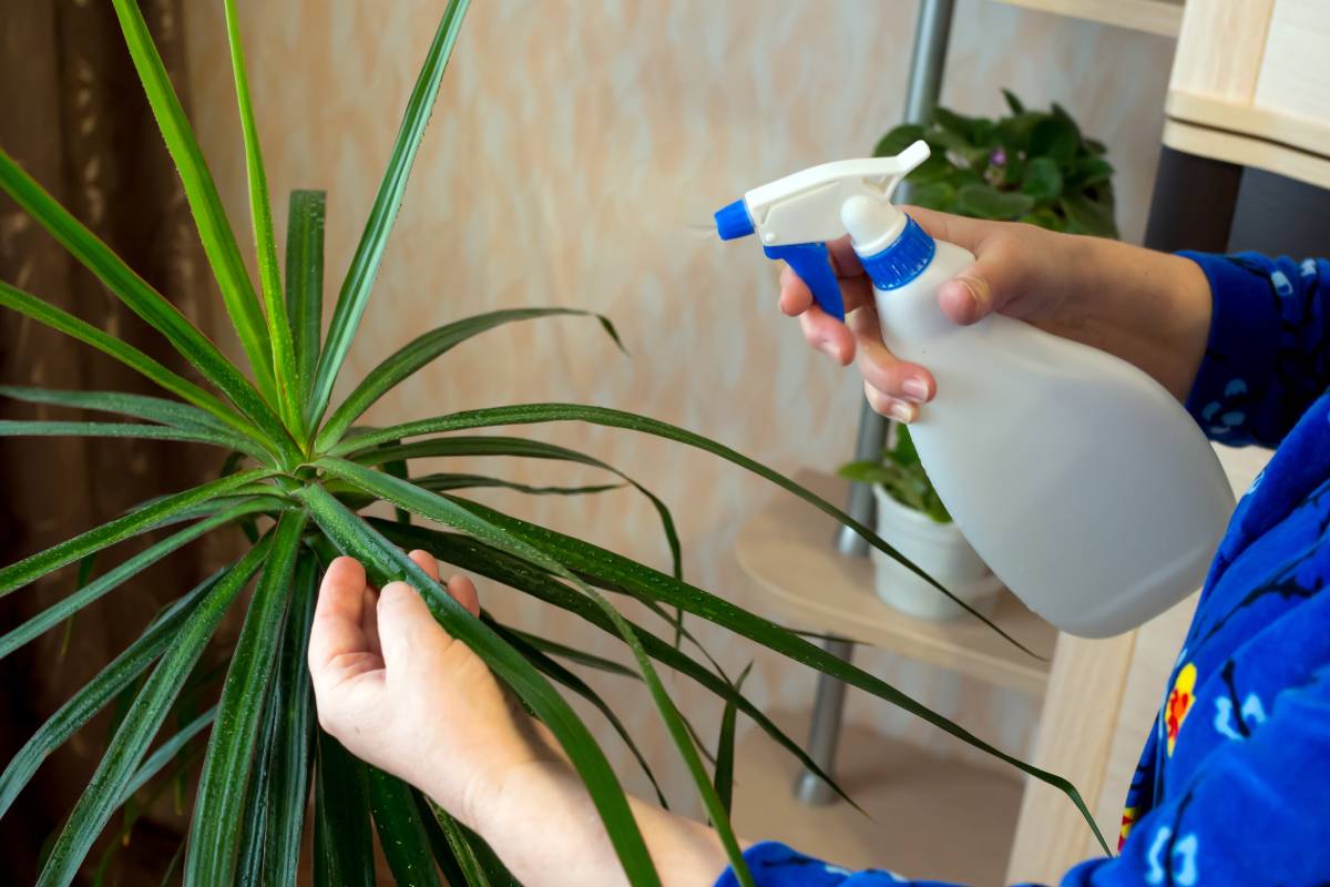 Irrigazione della Dracaena 