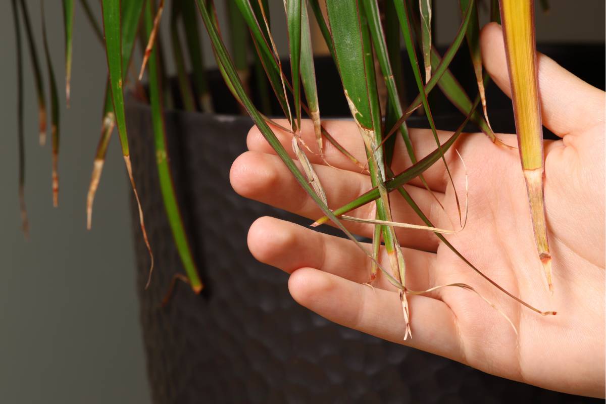 Foglie gialle e secche della Dracaena