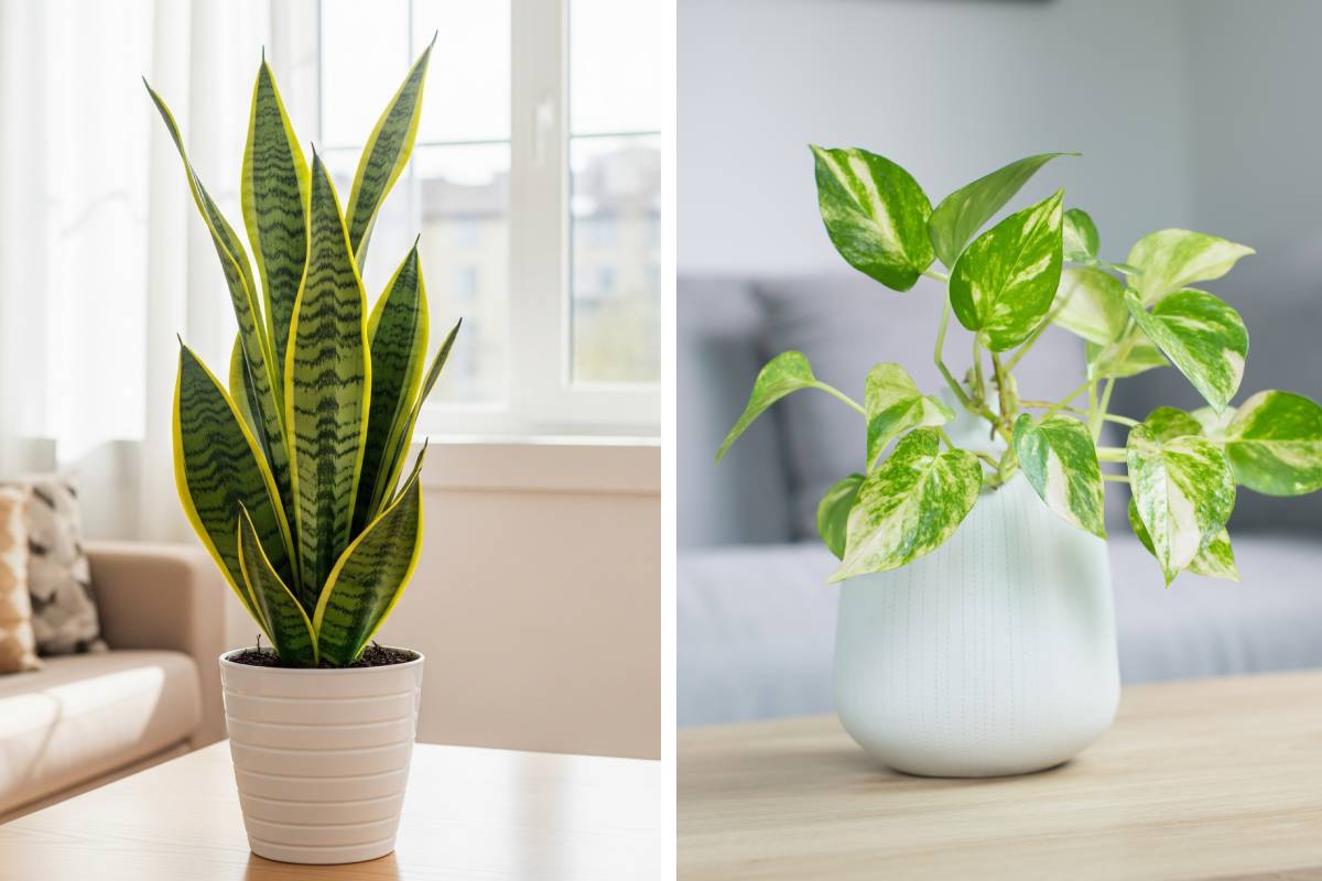 Sansevieria e Photos