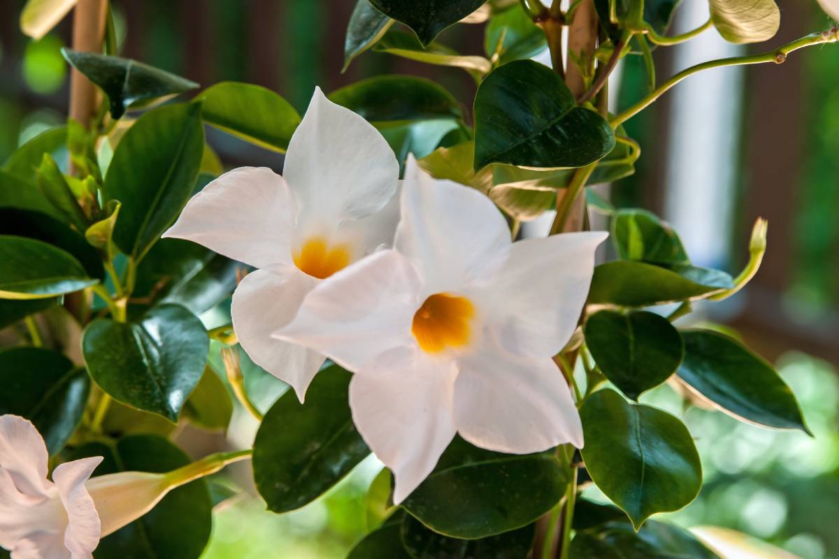 Dipladenia bianca