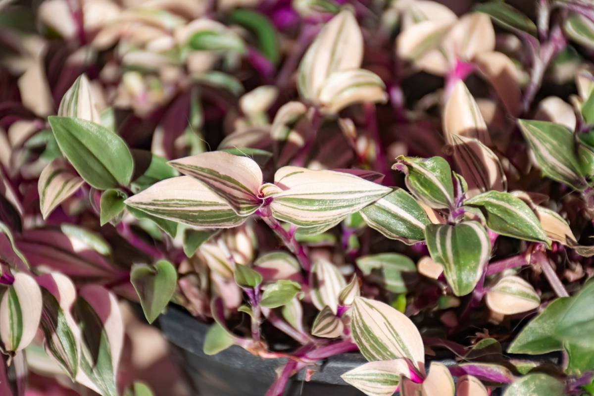 Tradescantia Fluminensis Tricolor