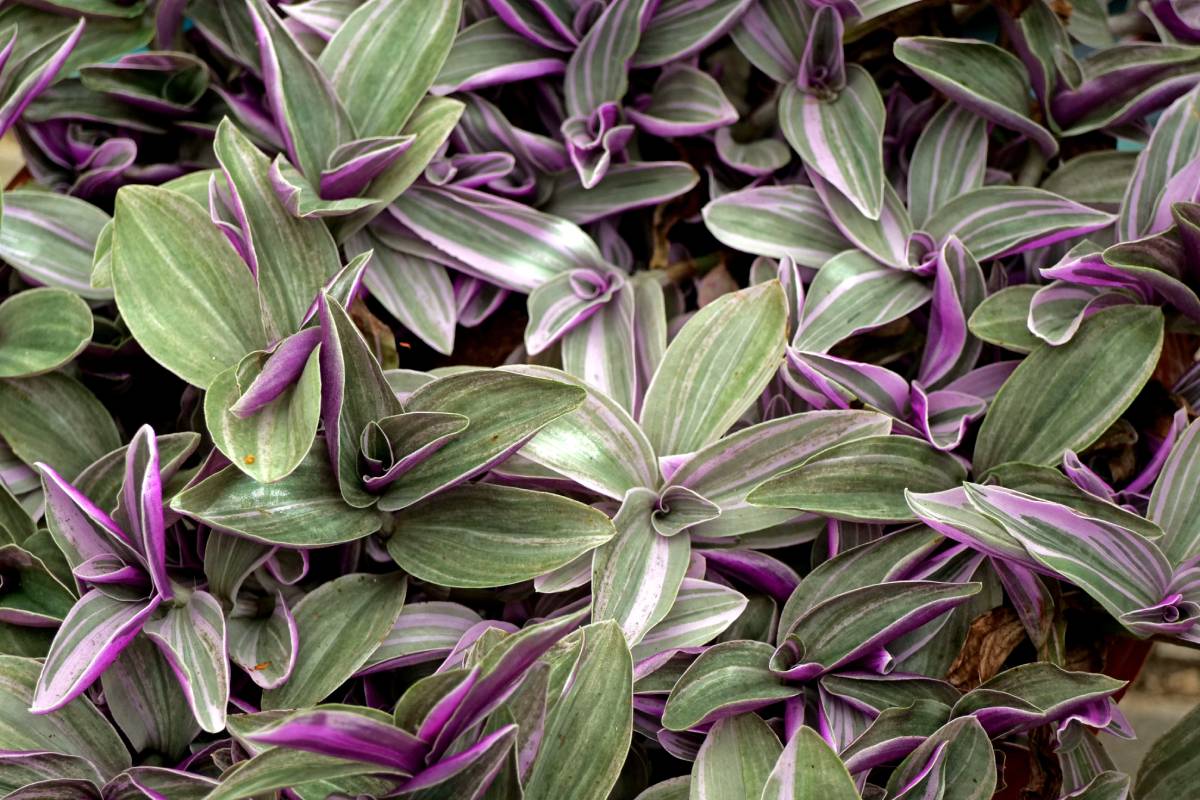 Tradescantia Zebrina