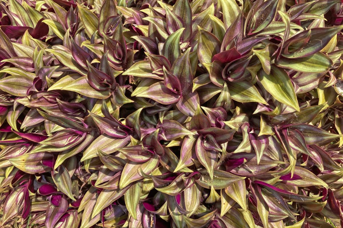 Foglie ingiallite della Tradescantia zebrina