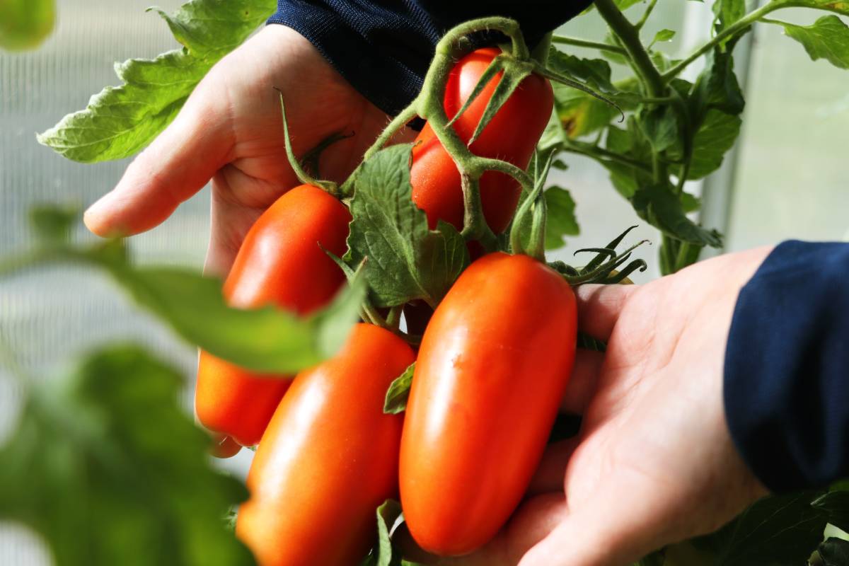 Pomodori San Marzano