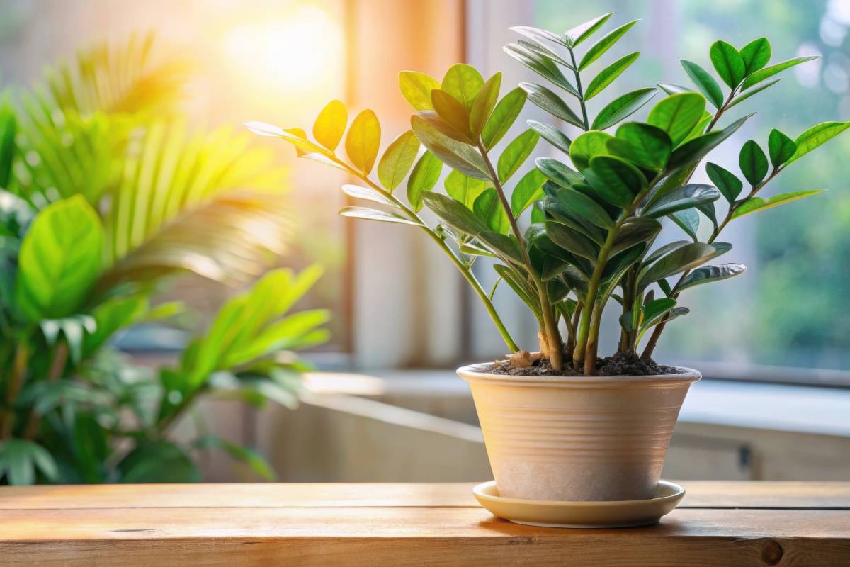 Zamioculcas in vaso bianco: i benefici in camera da letto