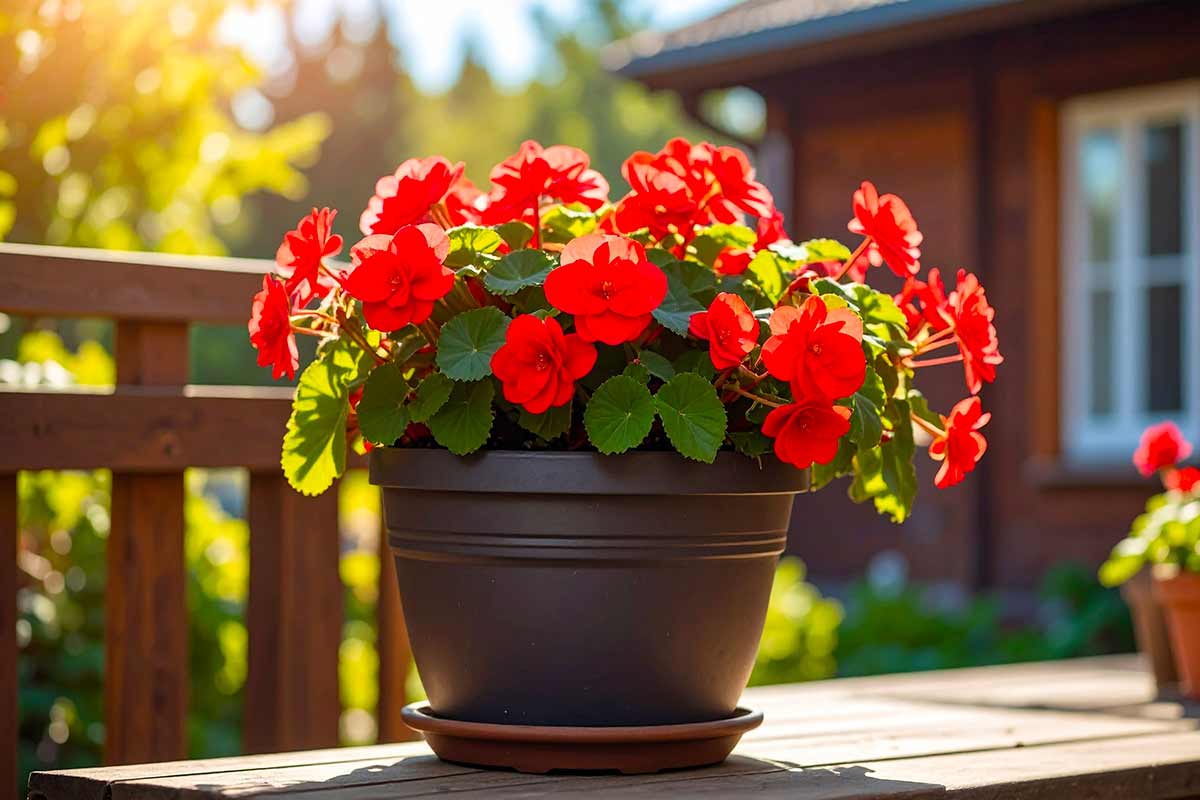 Potatura della begonia