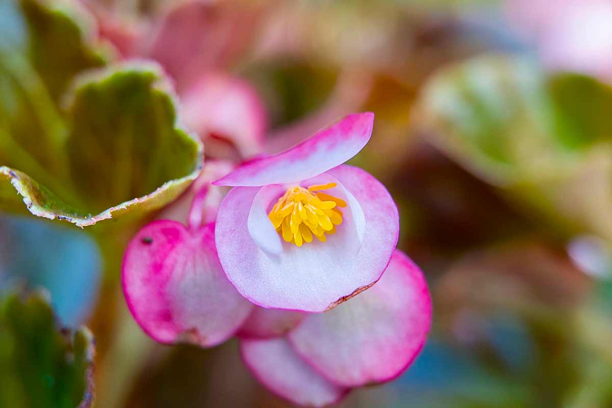 Begonia tuberosa in autunno