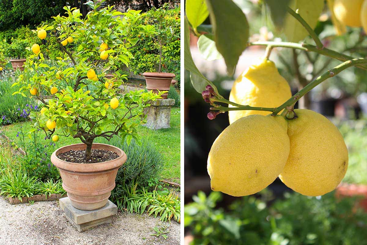 Coltivare limone in vaso