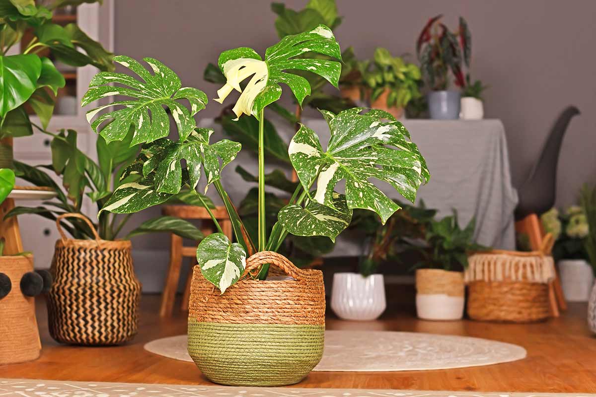 Monstera