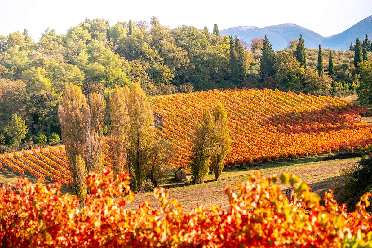Il Sagrantino