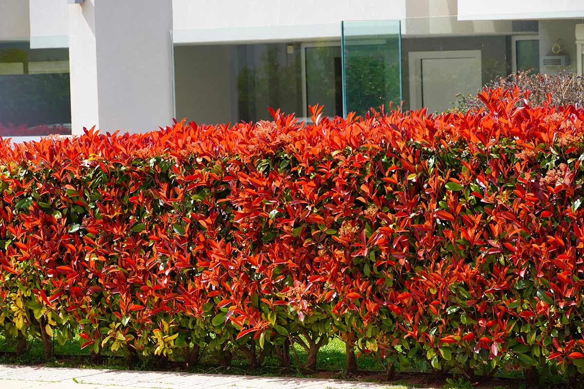 siepe di Photinia