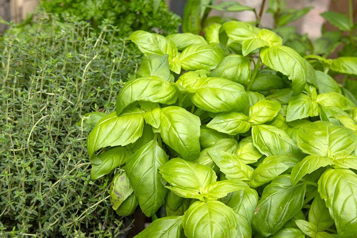 Piante aromatiche guida alla coltivazione e cura