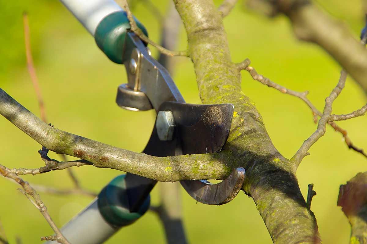 Potatura invernale degli alberi da frutto