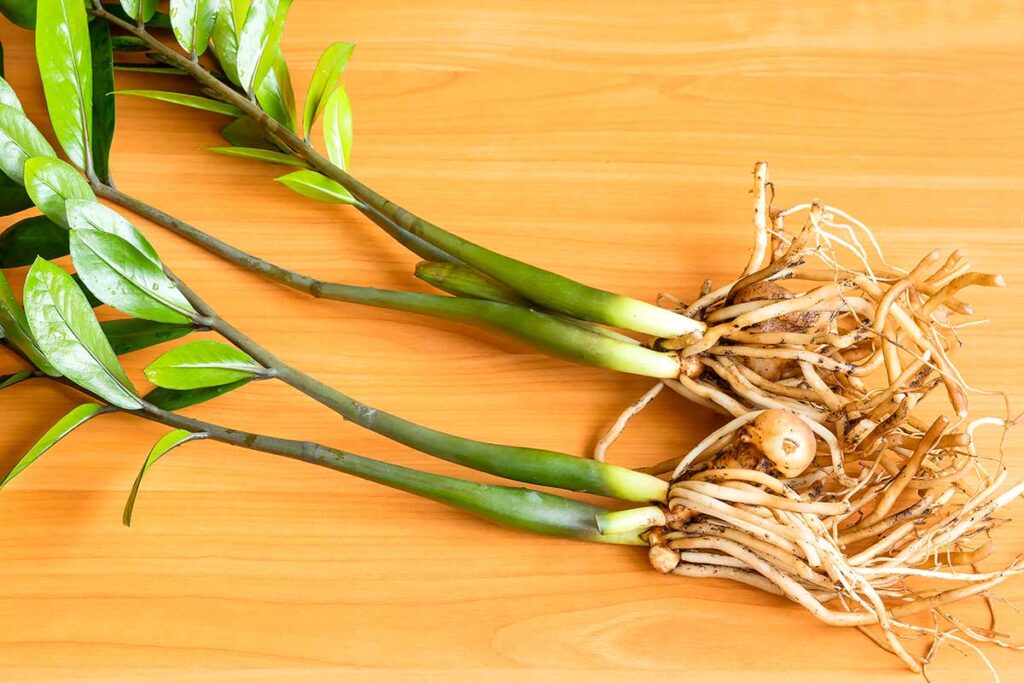 Talea di Zamioculcas: il metodo infallibile per farla radicare in poche settimane