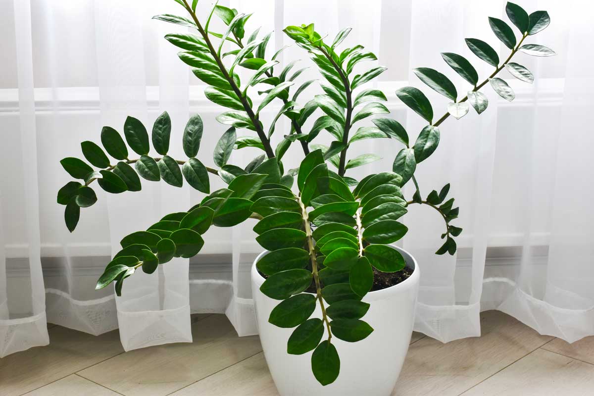 Talea di Zamioculcas: il metodo infallibile per farla radicare in poche settimane