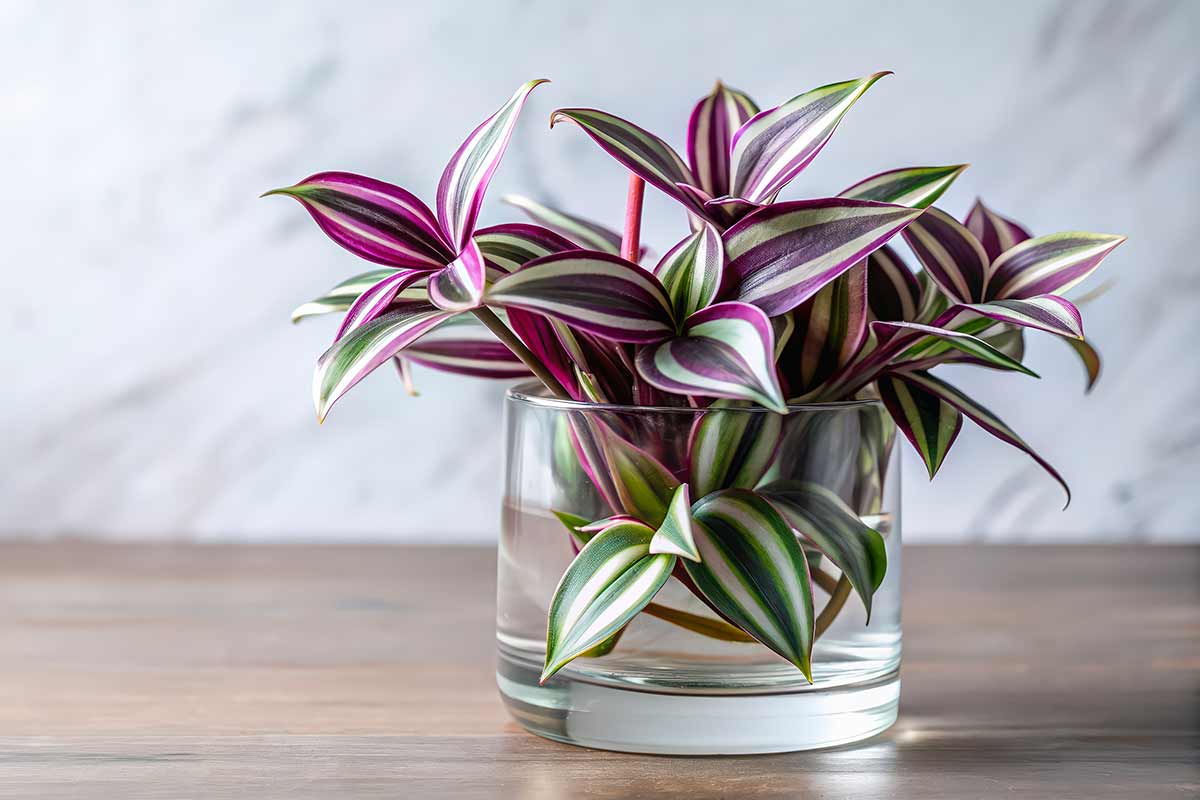 Tradescantia in un vaso trasparente