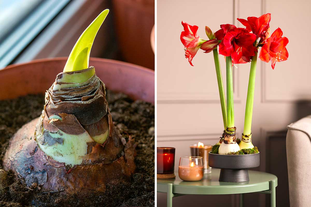 5 bulbi che puoi far fiorire in casa per Natale (e come farli durare mesi)