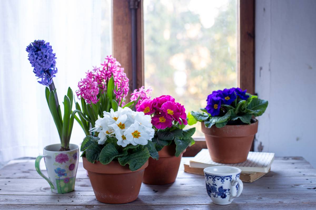 bulbi da interni fioriti