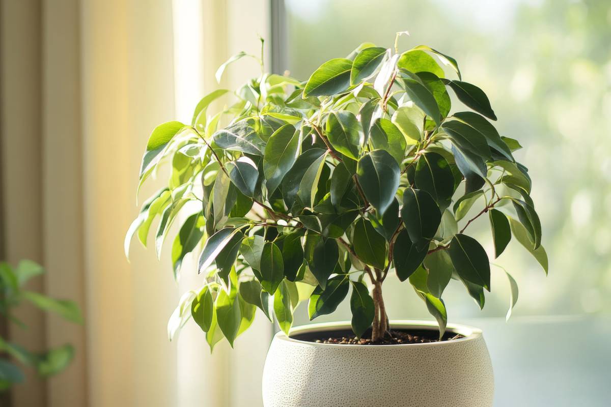 Ficus Benjamin purifica aria in casa secondo la nasa