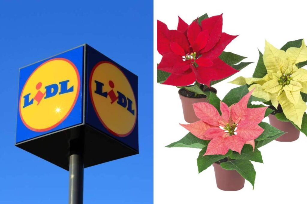 Da Lidl torna il verde del weekend: bonsai, lucky bamboo e mini stelle di Natale a meno di 2 euro