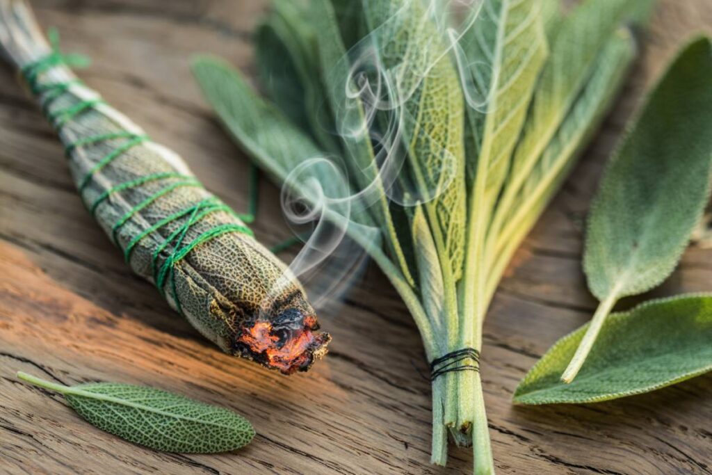 Foglie di salvia: il segreto naturale che profuma la casa e tiene lontani gli insetti