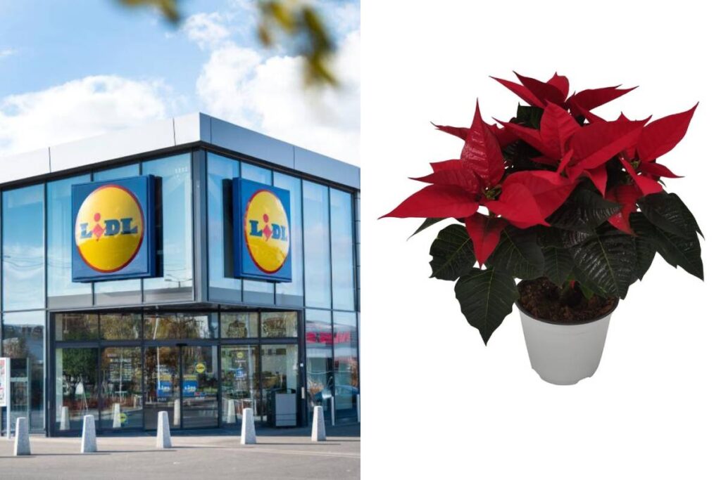 stella di natale decorativa da lidl