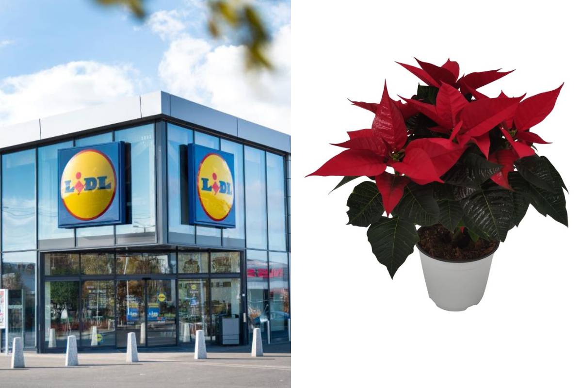 stella di natale decorativa da lidl