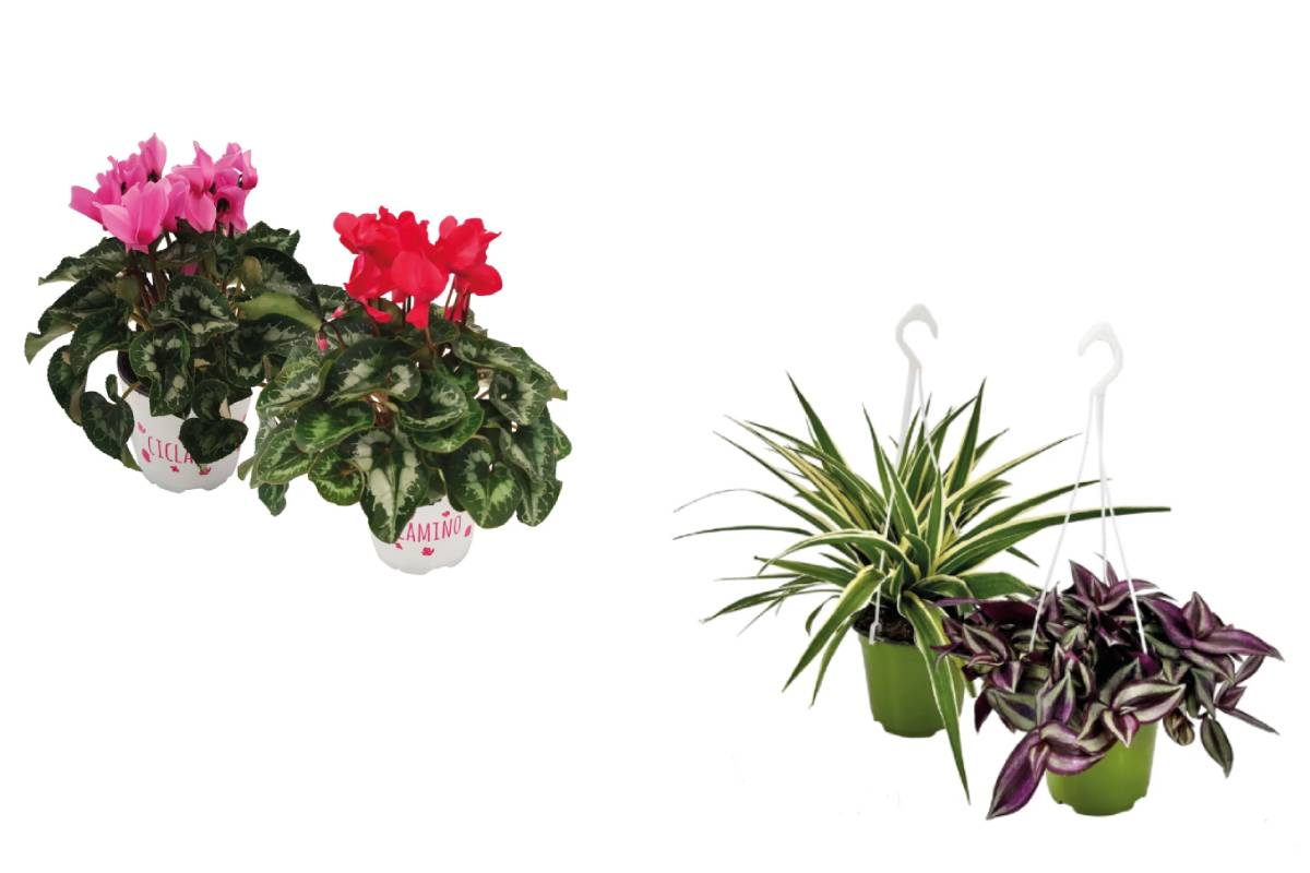 ciclamini e piante verdi da appendere in offerta da lidl