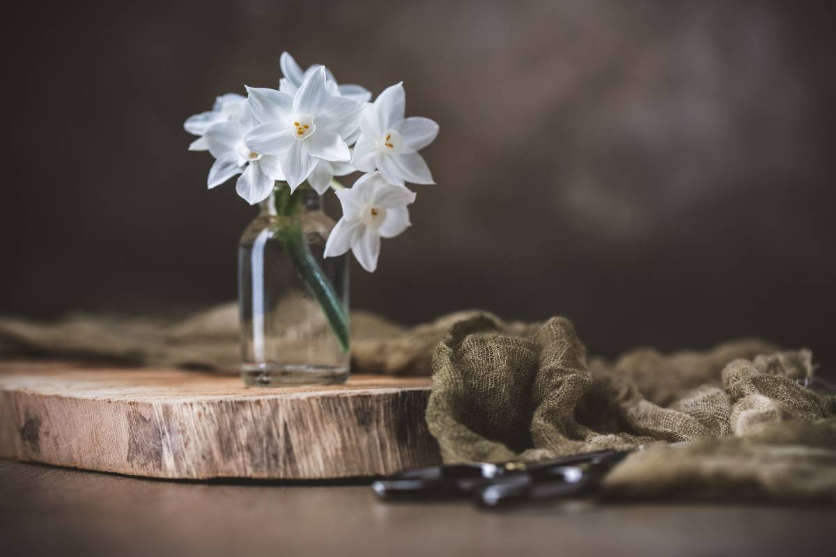 paperwhite in bicchiere di vetro