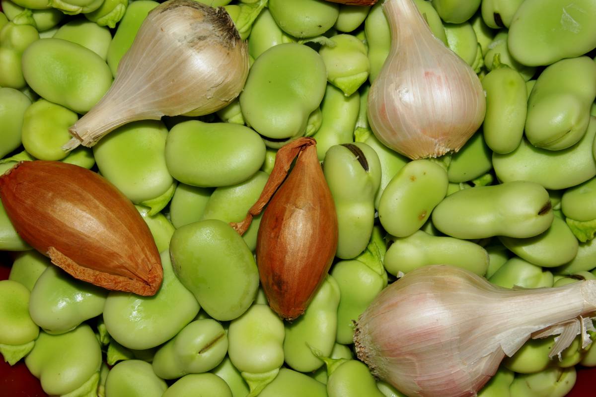 aglio, cipolla e favetta, piantati in autunno e raccolti in primavera